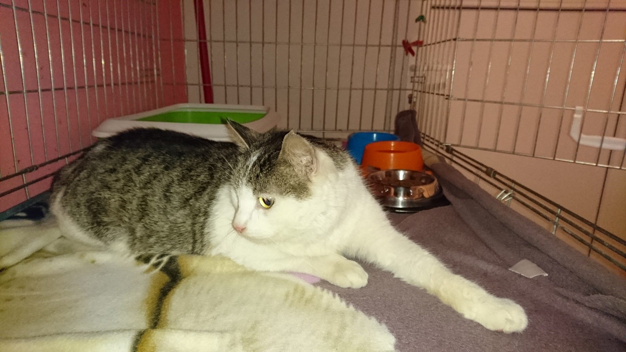 15975122_740543546110251_5800444821413626783_o