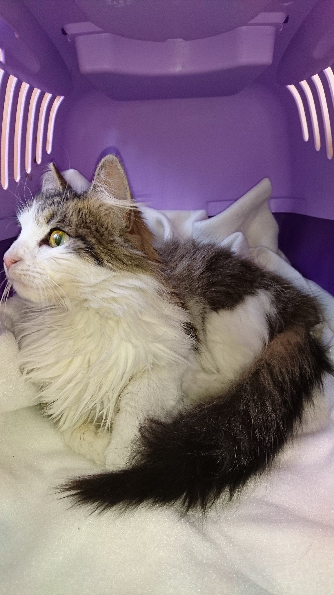 15975173_740542286110377_8019123345477419126_o