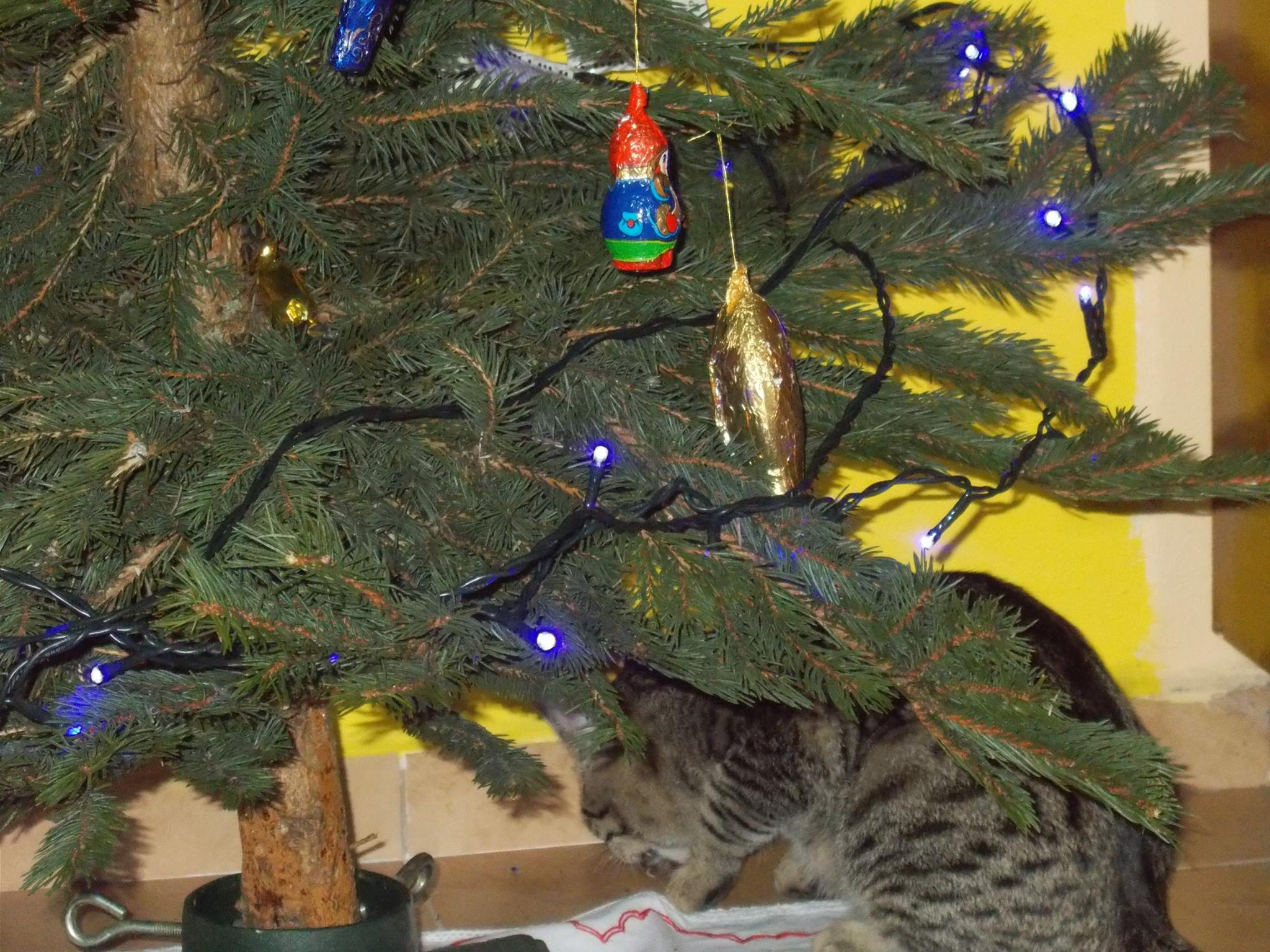 15975326_742051169292822_2205699371467578740_o