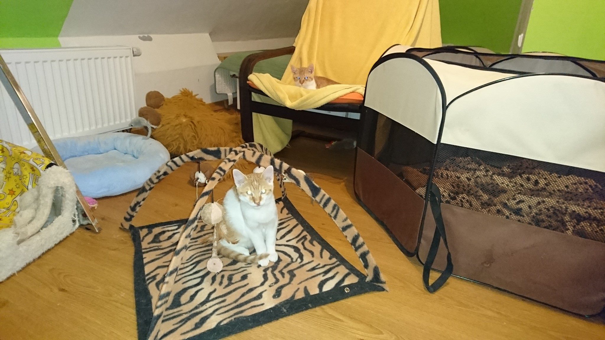 15994395_742622089235730_7194292653547864737_o