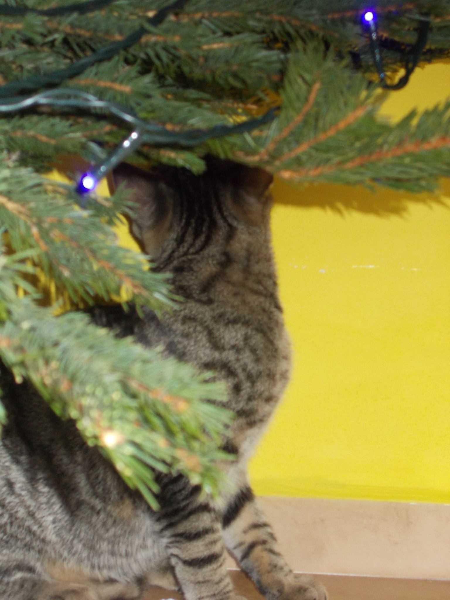 15994440_742050985959507_38268654158743514_o