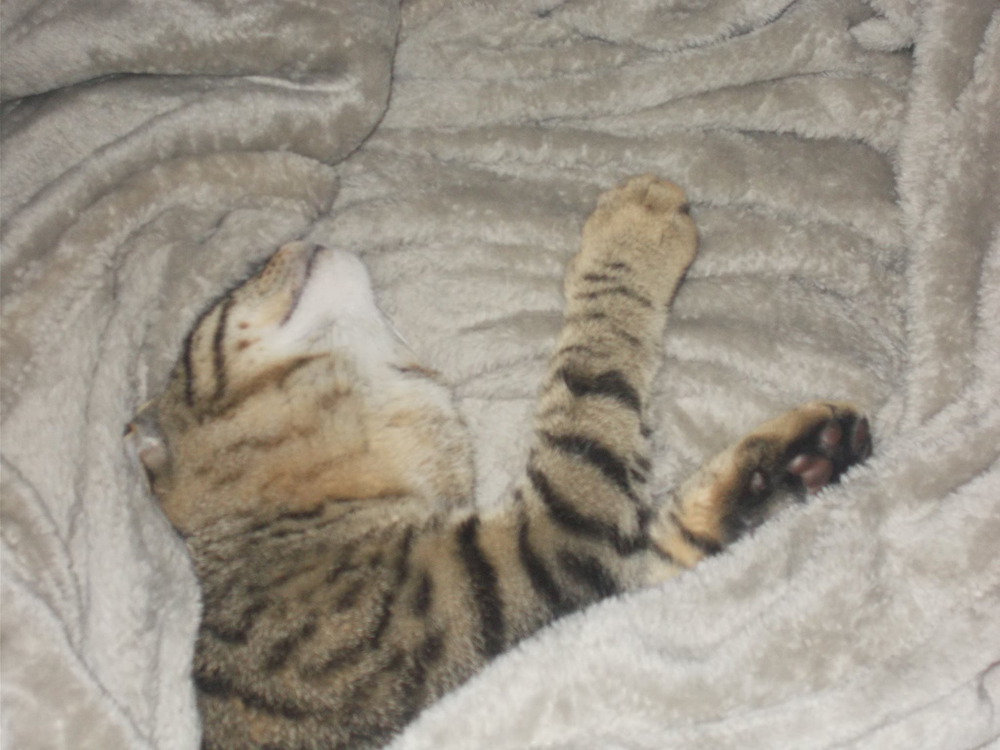 15994609_742051465959459_8601400264538486632_o