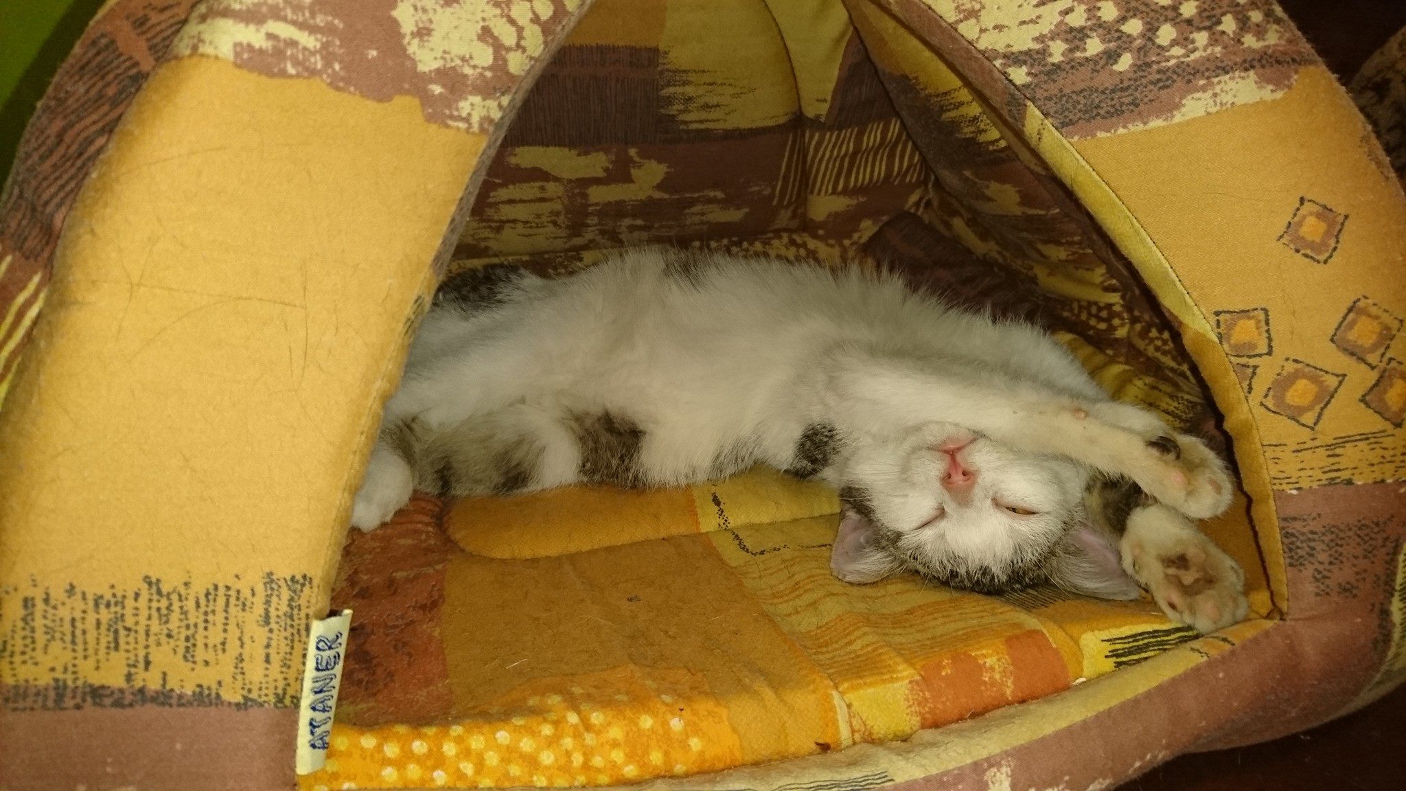 15994883_740541729443766_5703818014433856943_o