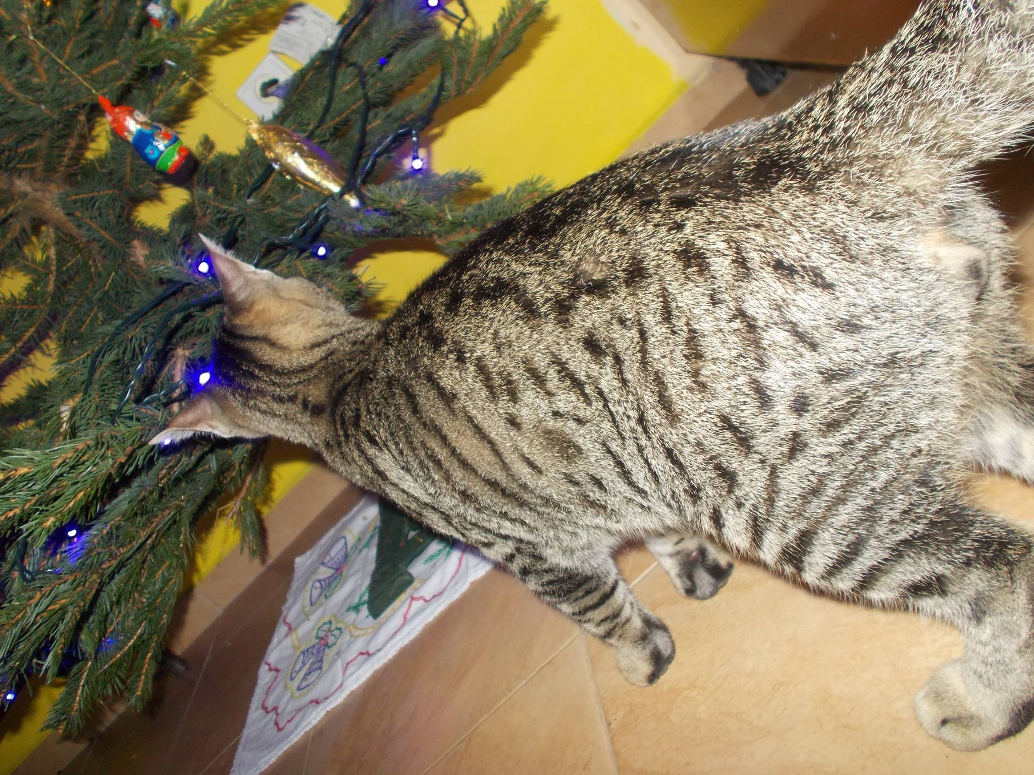 15994910_742051079292831_8580835869484034685_o