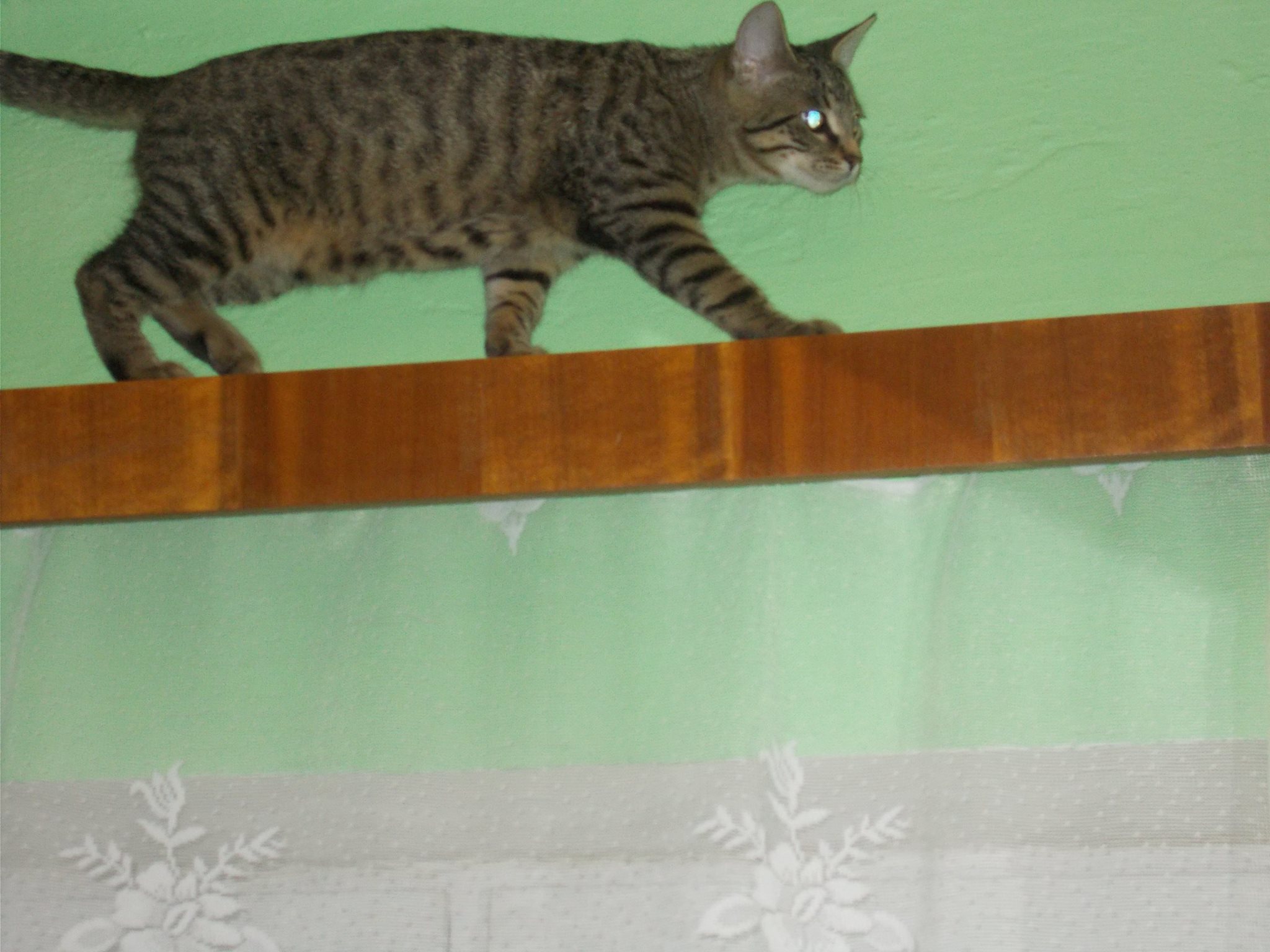 15995150_742050839292855_205103308095542870_o