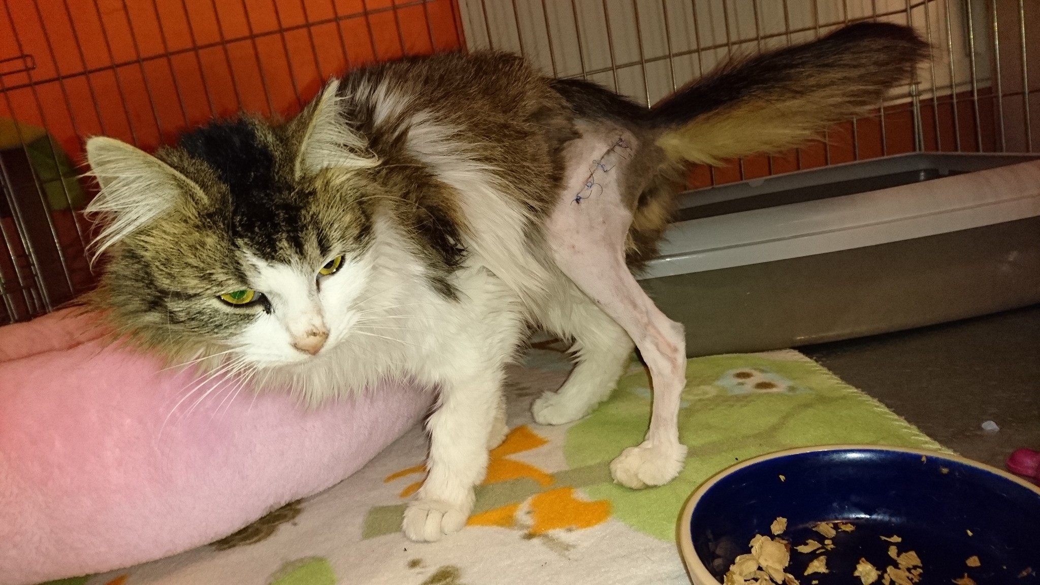 15995272_742621499235789_2349154161141738559_o