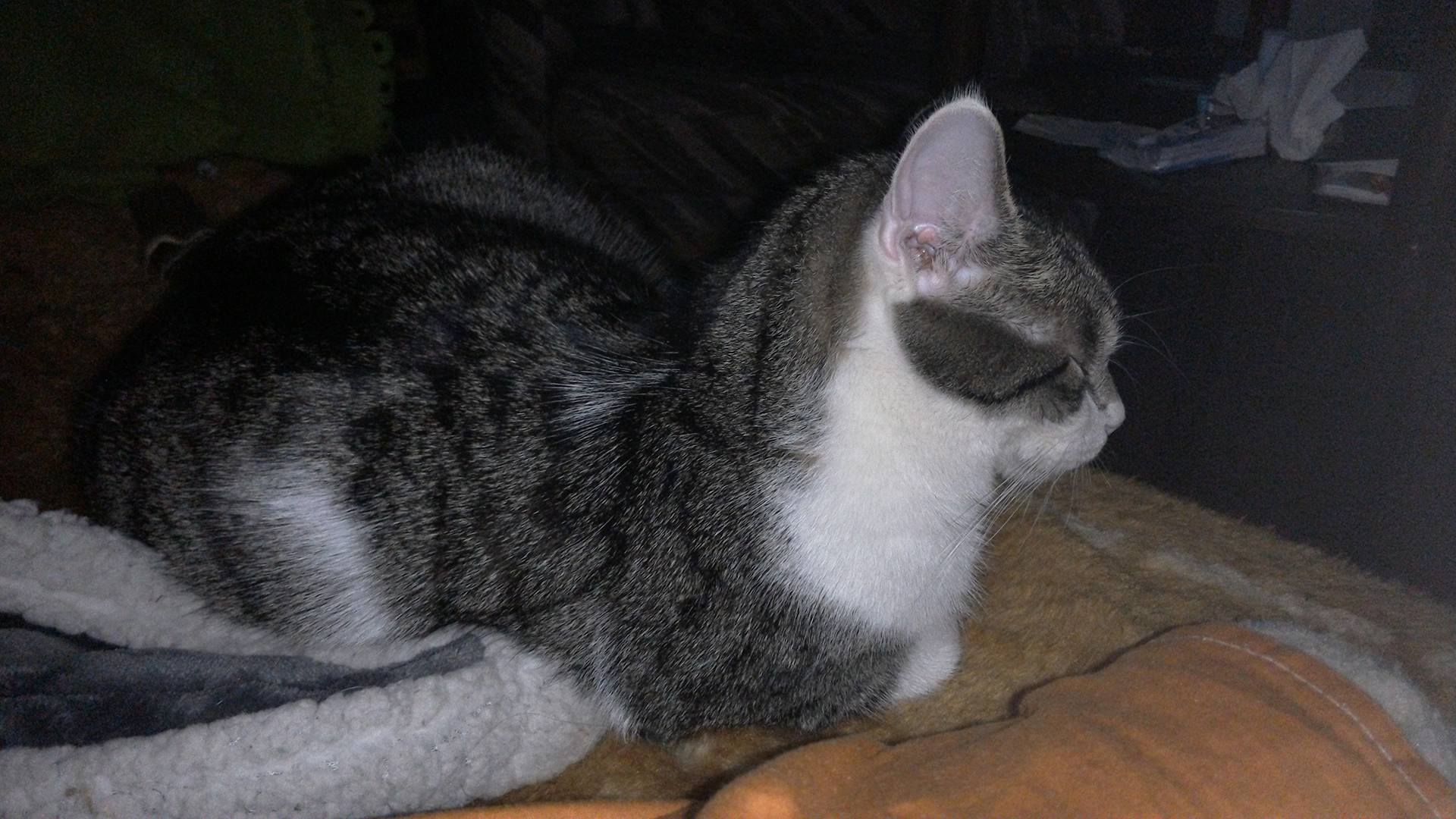 16010050_10206190057070838_356180858_o