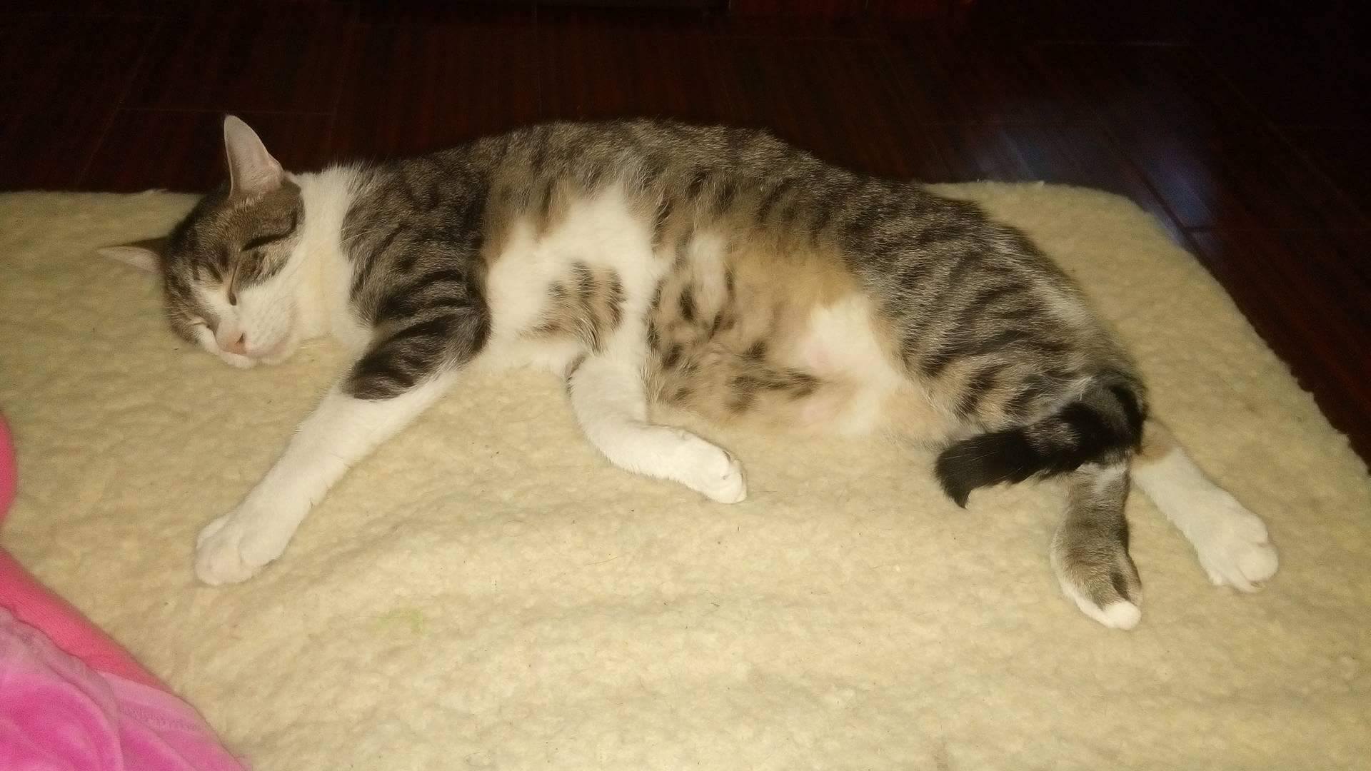 16010451_10206189866106064_668834773_o