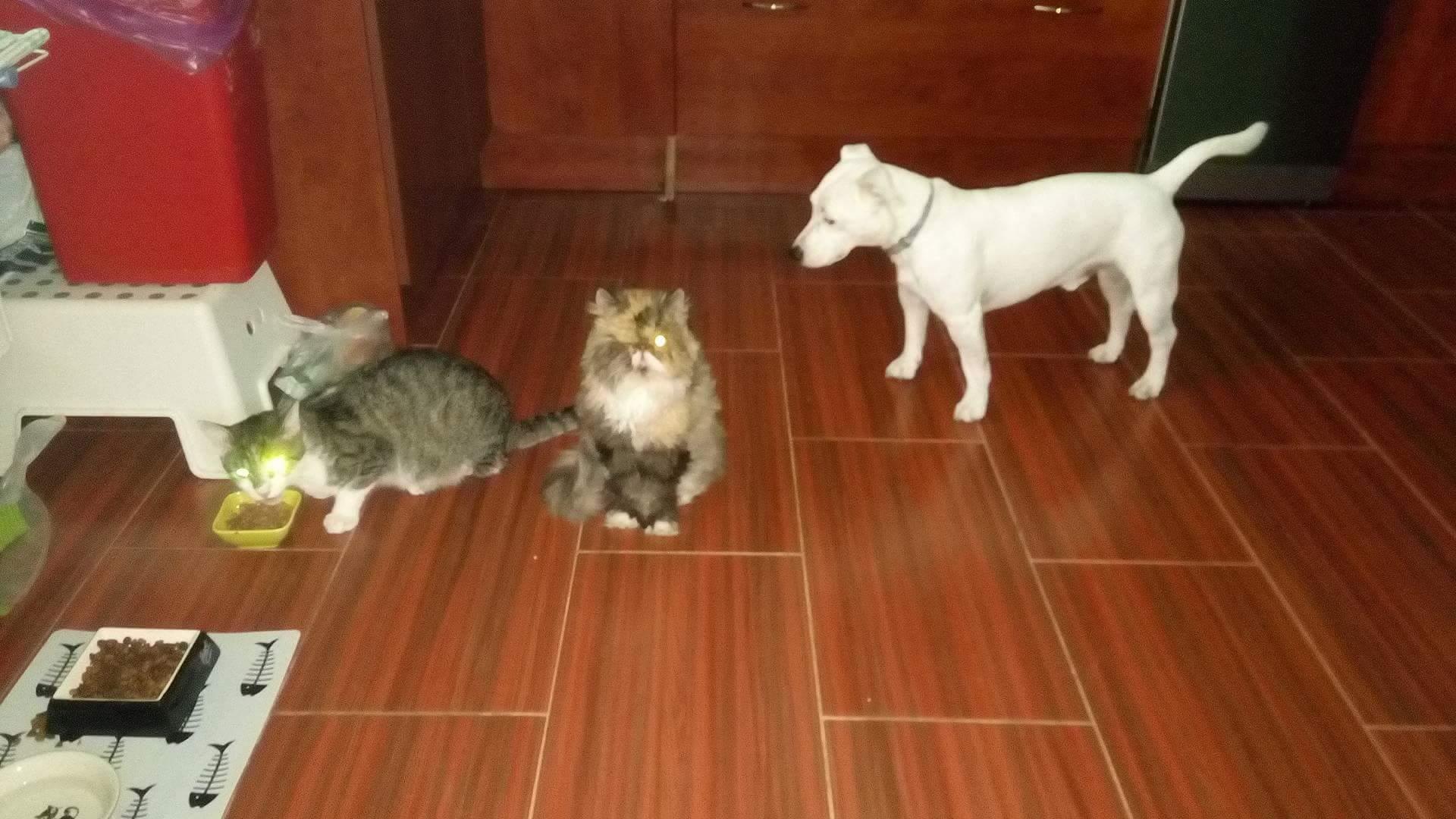 16010675_10206189866346070_812108685_o