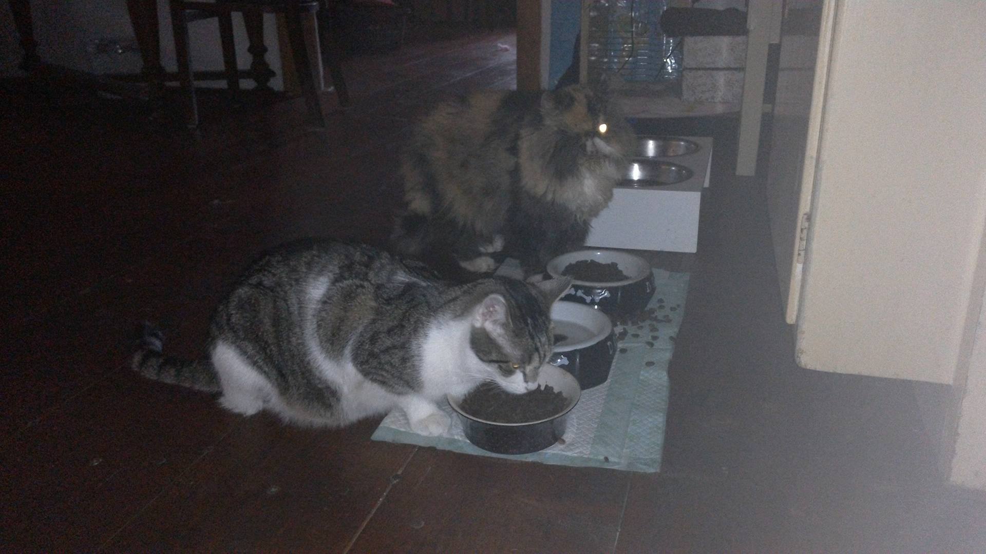 16010692_10206189888586626_1112265161_o