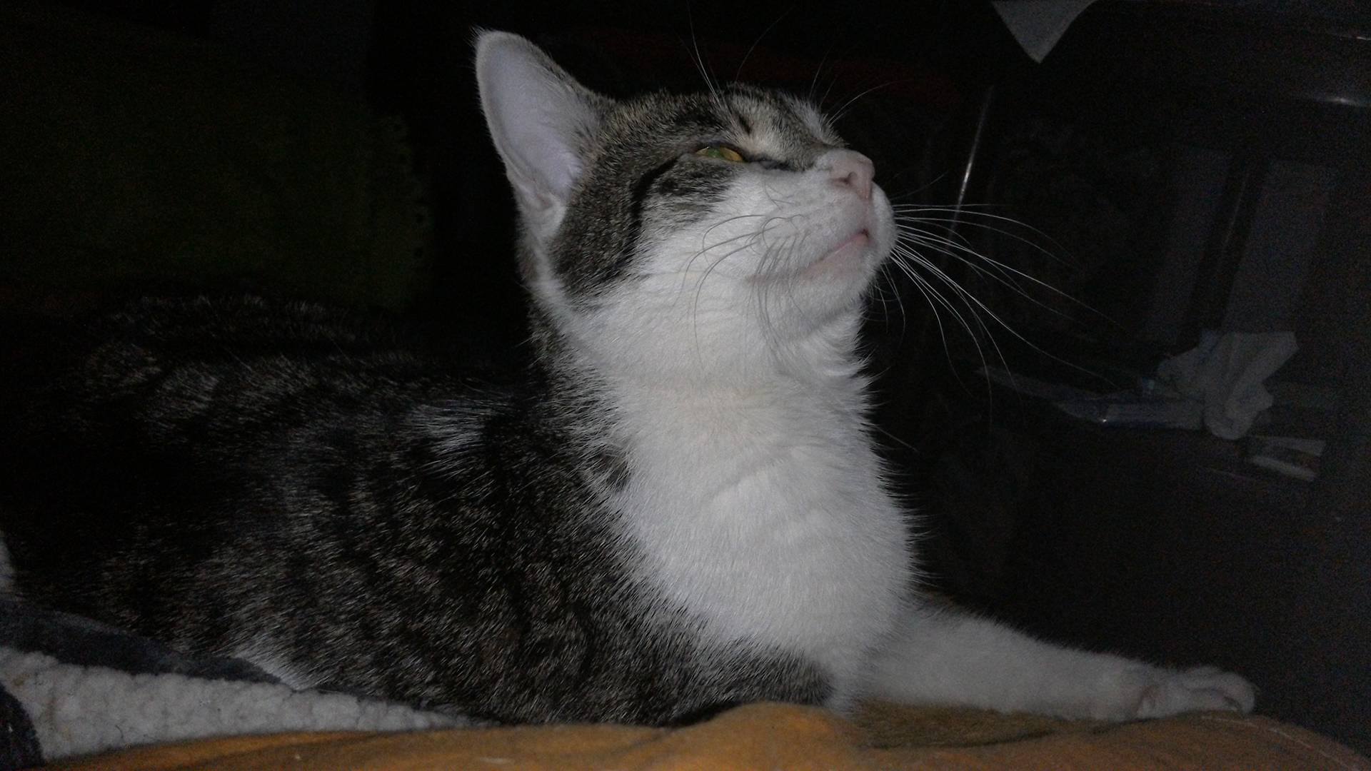 16106599_10206190056550825_277557535_o