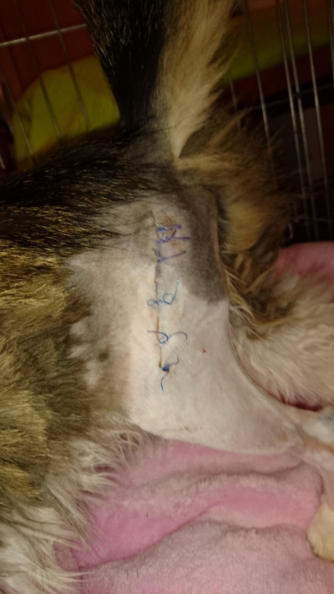 16107468_742621205902485_4290487883327843713_o