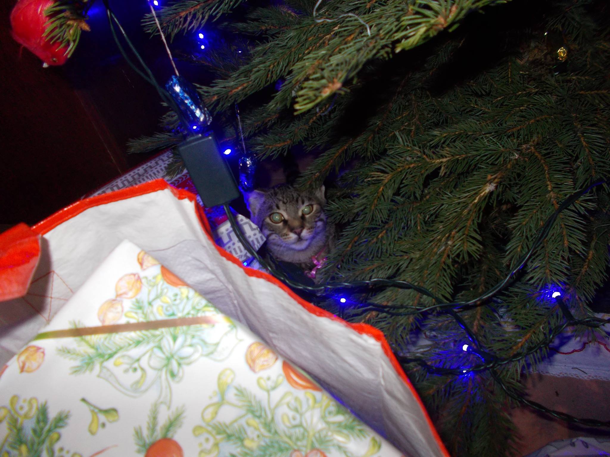 16112585_742051242626148_4483554903059527670_o