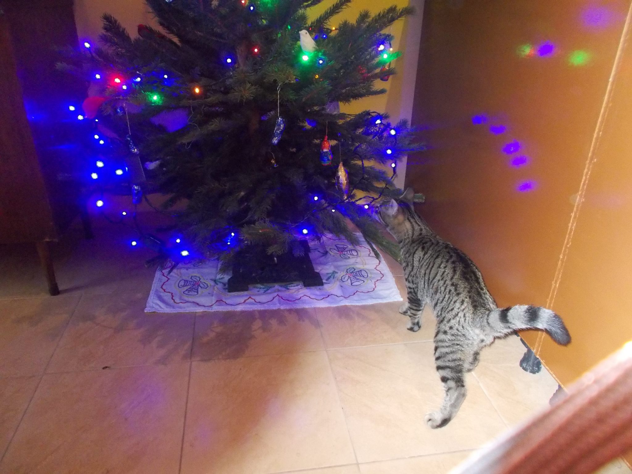 16112931_742051072626165_7433780877807374845_o