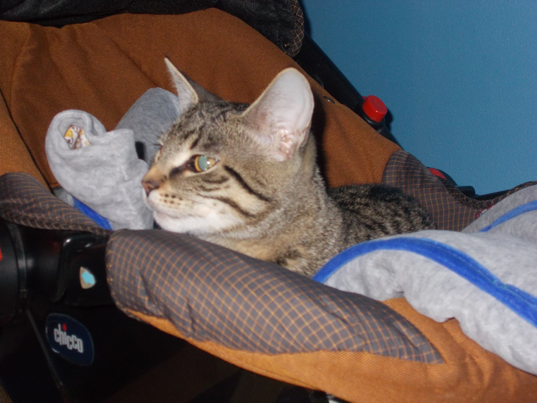 16113314_742050969292842_3866870280002582665_o