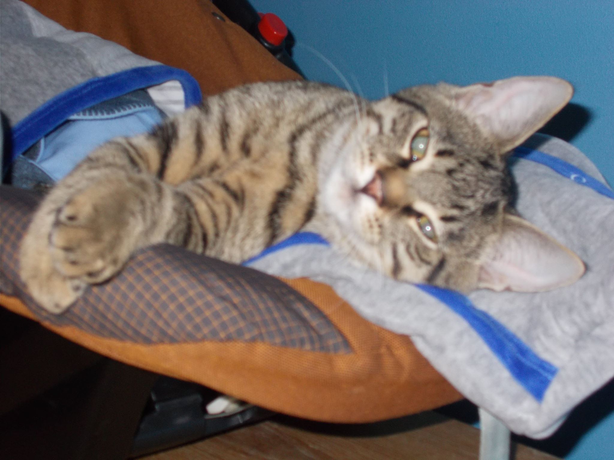 16113390_742050972626175_6075870327970350835_o