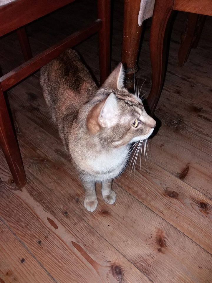 16114444_741343776030228_5044830265394122921_n