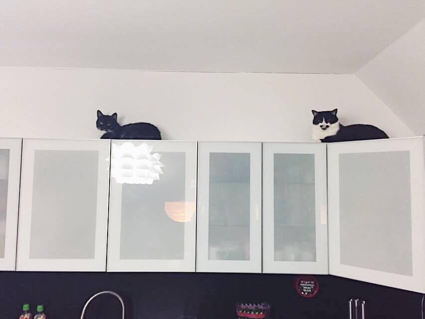 16118162_10202659098954713_1711306192_n