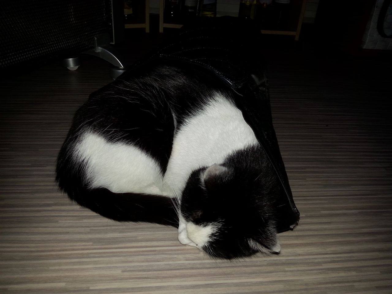 16122192_10206804567387600_987086600_o