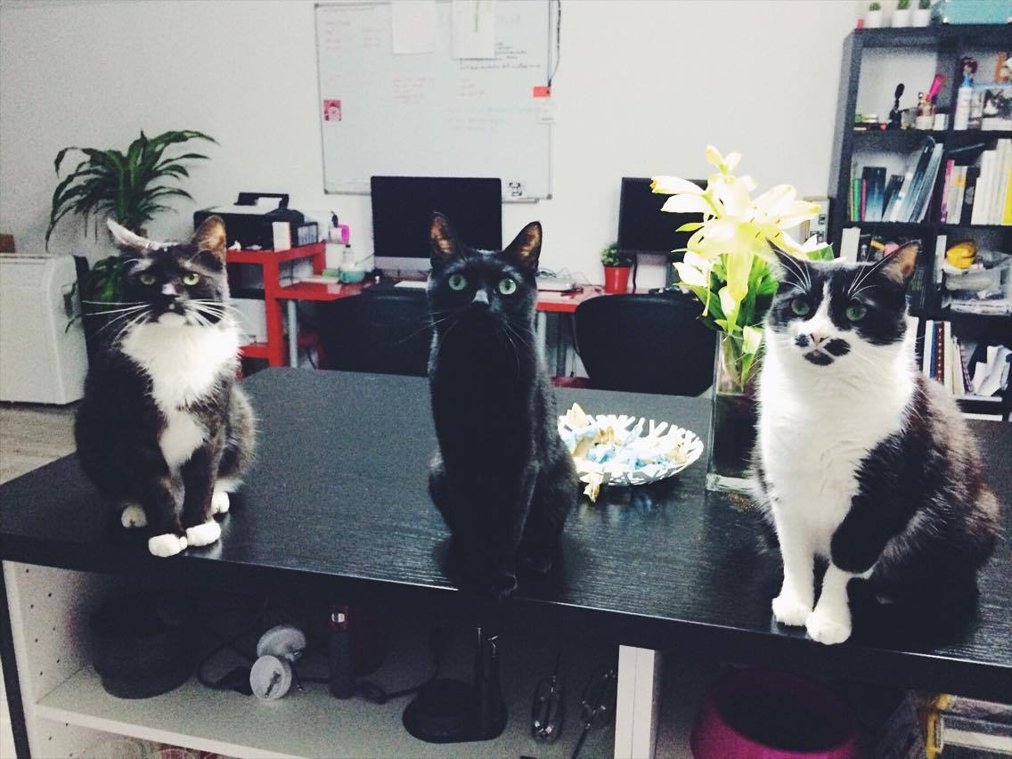 16129522_10202659099234720_408602562_o