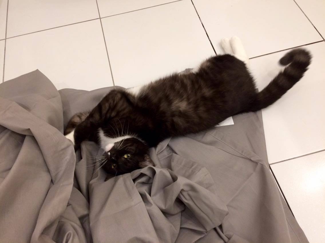 16129997_10202659099394724_563200700_o