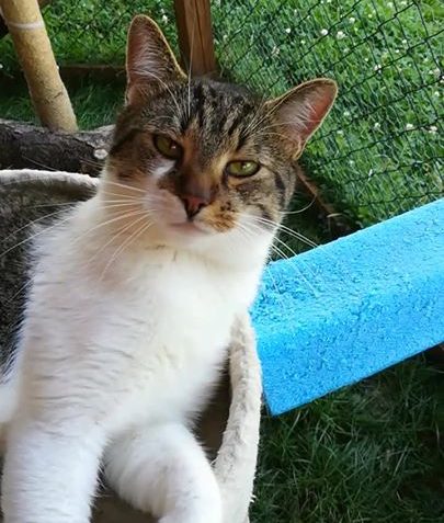 Čertík, statný a hodně mazlivý kocourek čeká v depozitu u Ma...