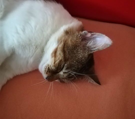 ŠKOLNÍK SI TAKTO UŽÍVÁ ...