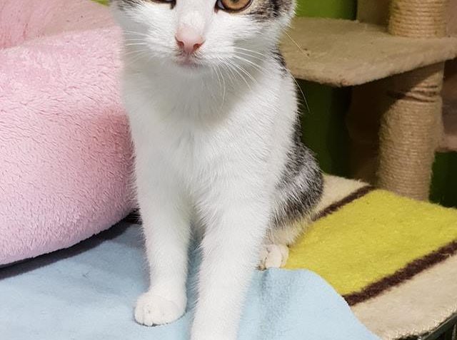 AURINKA A VASYL JEŠTĚ PŘED PÁR DNY NEJEDLI, POLEHAVALI A MĚL...