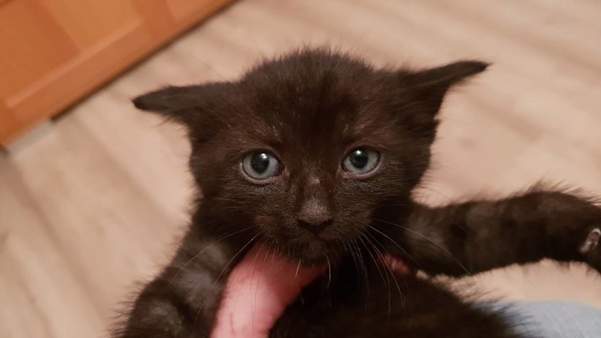 DNEŠNÍ PŘÍJEM..... DALŠÍ Z KOŤÁTEK Z DOBŘINĚ. Ta předešlá ko...