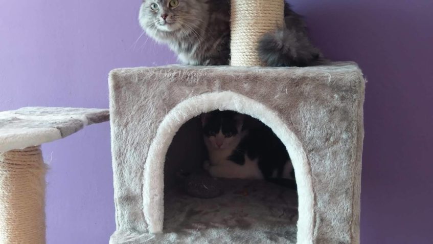 FILÍPEK a AMYNKA S RODINOU POSÍLAJÍ ZPRÁVY  Dobry vecer vsem...