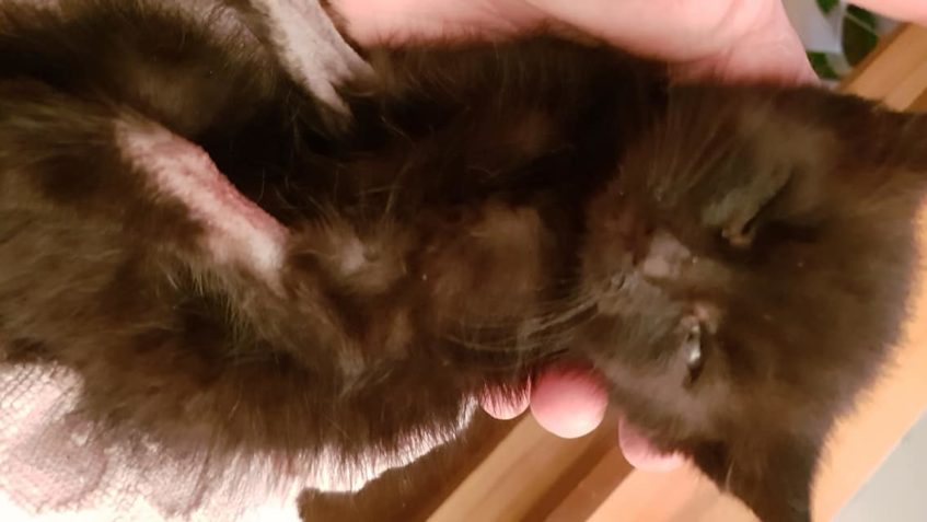 JAJO, bratříček Vaja.  TAKOVÉ JMÉNO DOSTAL  OD JEDNOHO Z VÁS...