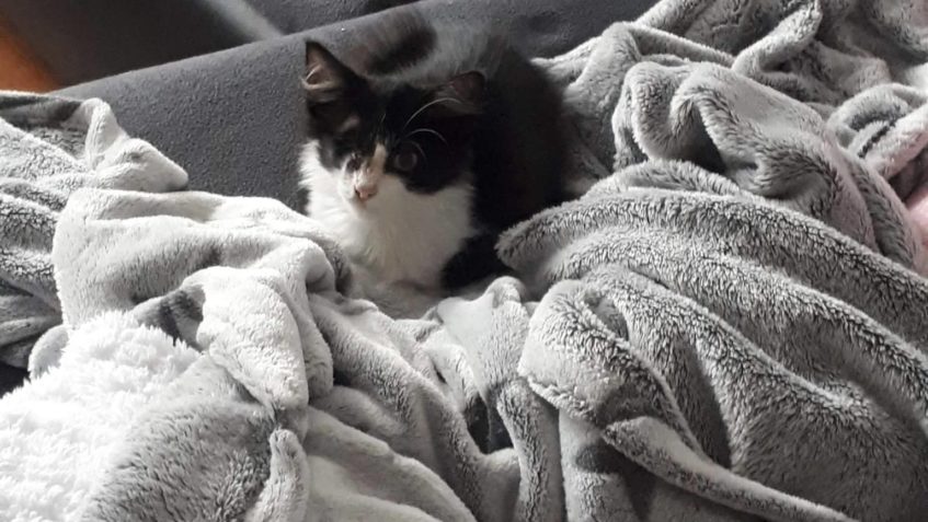 KDYŽ SE CHCE JDE TO, KOCOUREK OČKO, PŮVODNĚ PLACHÝ, DLOUHO N...