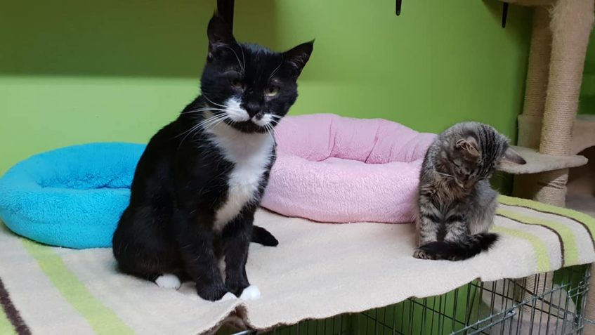 KOCOUREK CÍŤA JE JIŽ PŘIPRAVEN do nového domova. Kámoše úpln...