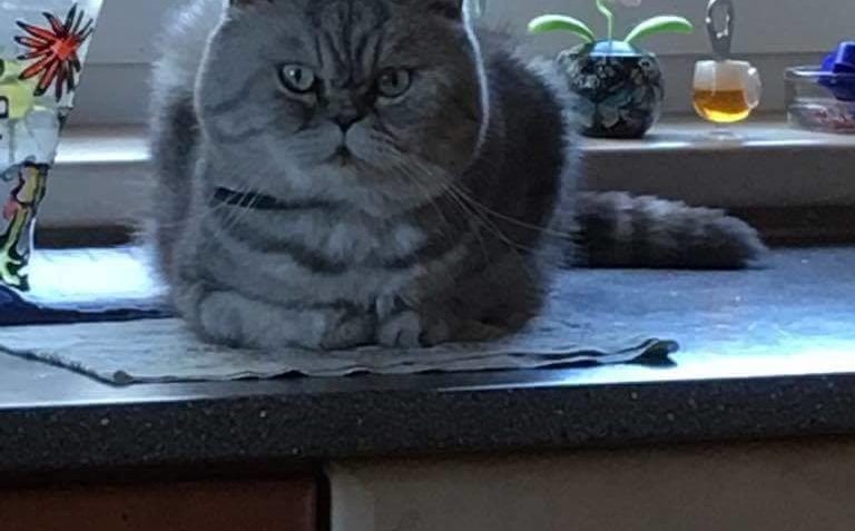 KOCOUREK KAVALÍR POZDRAVUJE VŠECHNY NAŠE