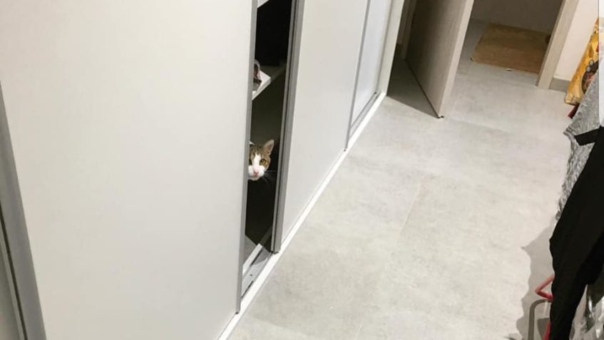 KOCOUREK RUDÍK MA ZKRÁTKA STYL . No nemiluje ho . Jeho příbě...