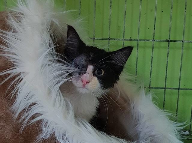 KOCOUREK VOČKO Z DOBŘINĚ Kotě o jehož příjmu jsme psali před...