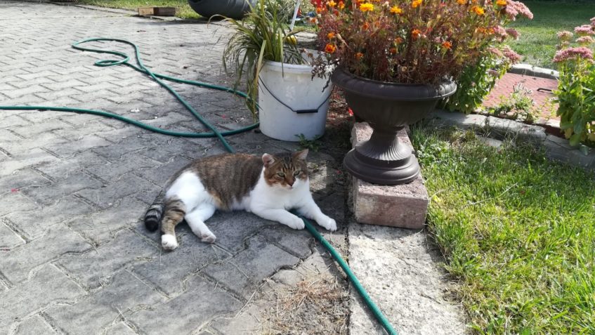 ŠKOLNÍK, TEĎ UŽ MÁCA....  PŘIZNÁM ZE JEDEN Z MÝCH OBLÍBENCU,...