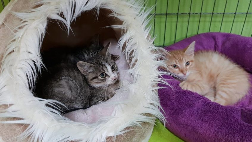 KOŤÁTKA LÍSKÁČEK, KOKOSEK, KEŠÍK SE NÁM HODILA MAROD. DRŽTE ...