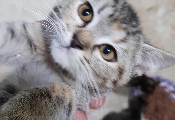 Kočičky ZULEJKA  a CECILKA  Jednu jsme prijali v týdnu druho...