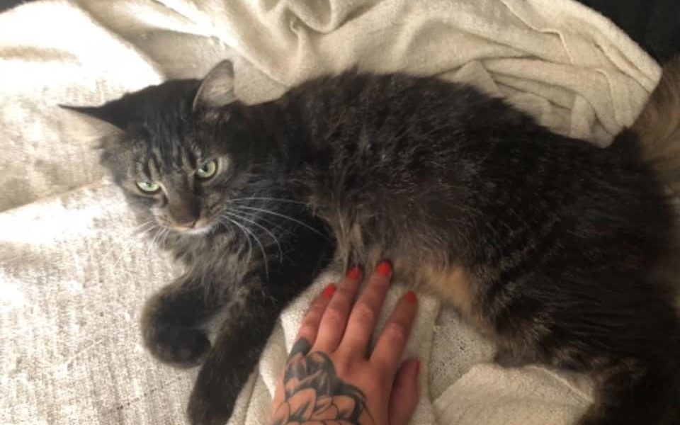 MINNI A ELVISEK NO NENÍ LEPŠÍ ADOPTOVAT SI ROVNOU 2 MILÁČKY...