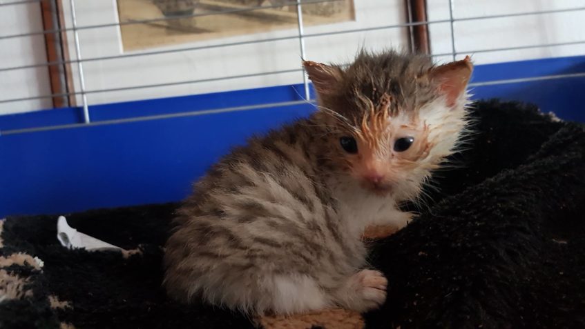 O našeho maličkého Zahradníčka už se prý bát nemusíme, nabaš...