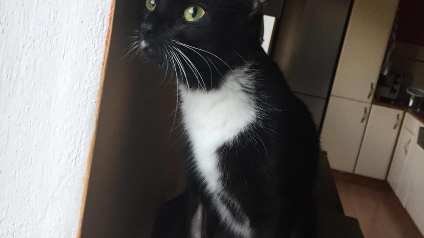 POZDRAV OD DOLFIKA...