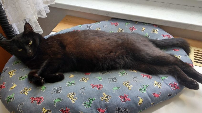 SUTINKA  Dobrý den, zdravíme do Sluníčka. Sutinka je mladá, ...