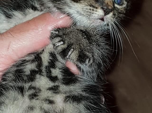 VČERA VEČER JME PŘIJALI MALÉHO CVRČKA. DOSTAL JMÉNO VEČERNÍČ...