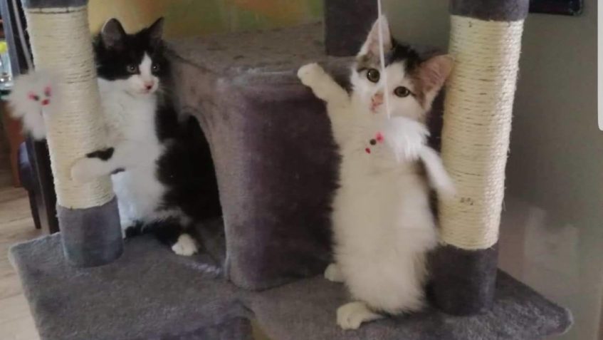 ZPRÁVA TROŠINKU STARŠÍ, nebojte na nikoho nezapomínáme ... D...