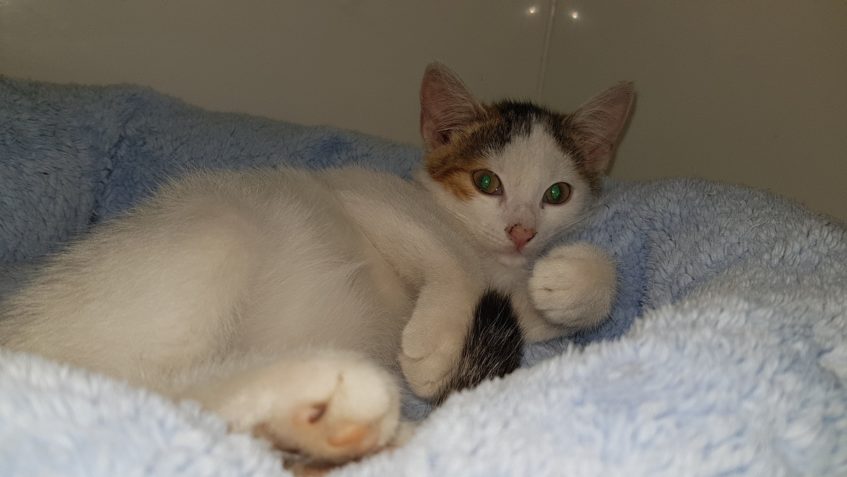 Zpravodajství do 7.9.2018 Situace ve Sluníčku je více než zo...