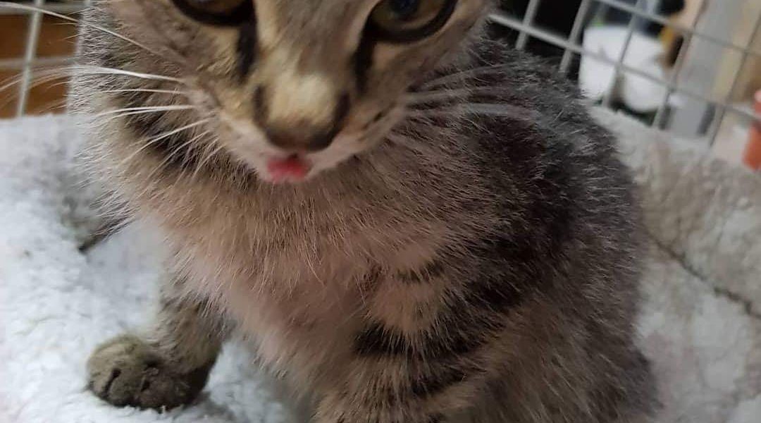 A ABY TOHO NEBYLO MALO, OPĚT PŘÍJEM  KOŤÁTKA KTERÉ PANÍ DONE...