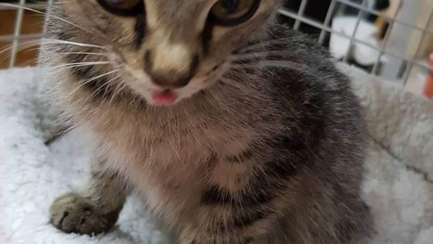 A ABY TOHO NEBYLO MALO, OPĚT PŘÍJEM  KOŤÁTKA KTERÉ PANÍ DONE...