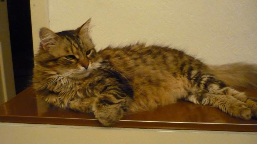 Bertík hlásí zahájení topné sezóny a obsazení strategické po...