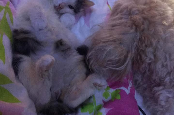 DO NOVÉHO DOMOVA ODEŠEL STRAKÁČEK ❤️🤩...